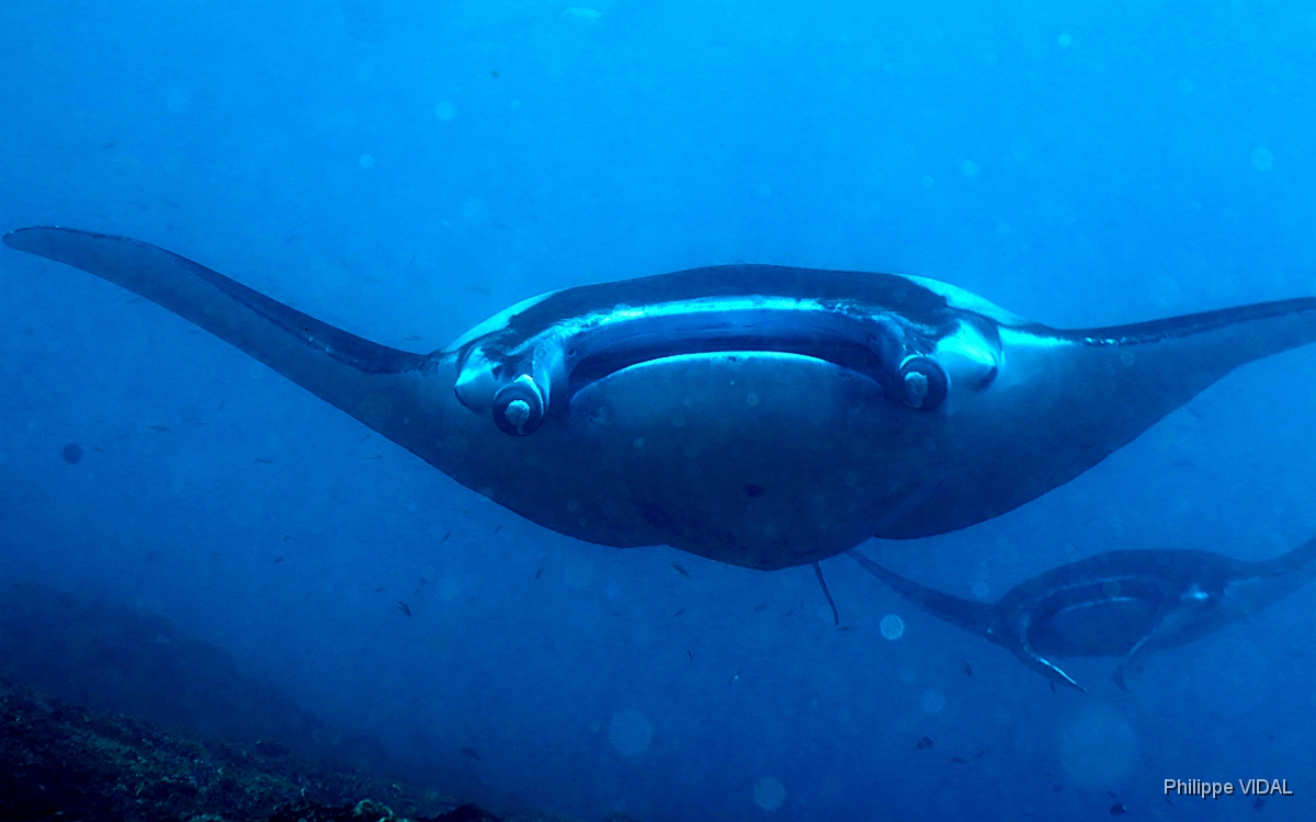 Bali 2016 - Oceanic Manta Ray - Raie Manta Oceanique - Manta Birostris - IMG_5965_rc.jpg